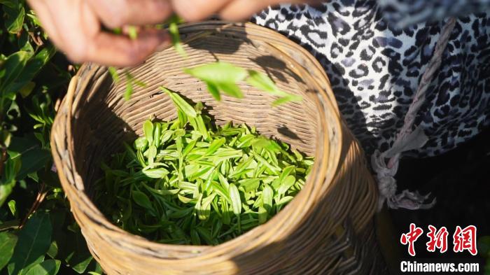 小小茶叶变身致富金叶浙江慈城古茶园飘来第一缕茶香