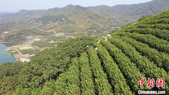 慈城镇公有村茶园。　吴元洪 摄